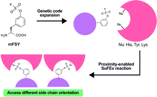 Graphical abstract: Encoding latent SuFEx reactive meta-fluorosulfate tyrosine to expand covalent bonding of proteins