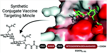 Graphical abstract: Synthetic vaccines targeting Mincle through conjugation of trehalose dibehenate