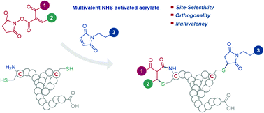 Graphical abstract: Multivalent NHS-activated acrylates for orthogonal site-selective functionalisation of peptides at cysteine residues