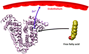 Graphical abstract: Albumin-mediated extracellular zinc speciation drives cellular zinc uptake