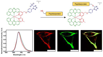 Graphical abstract: Photofunctional cyclometallated iridium(iii) polypyridine methylsulfone complexes as sulfhydryl-specific reagents for bioconjugation, bioimaging and photocytotoxic applications