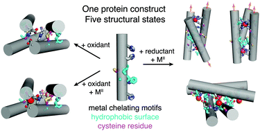 Graphical abstract: Redox- and metal-directed structural diversification in designed metalloprotein assemblies