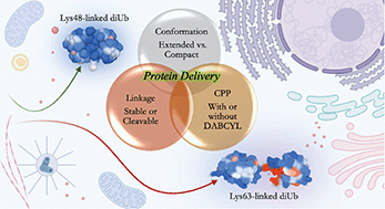Graphical abstract: Probing the cell delivery of synthetic diubiquitin chains