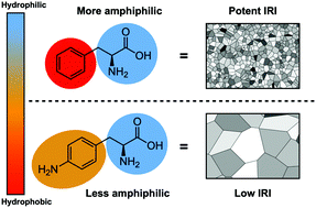 Graphical abstract: Minimalistic ice recrystallisation inhibitors based on phenylalanine