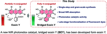 Graphical abstract: Bridged eosin Y: a visible and near-infrared photoredox catalyst