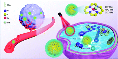 Graphical abstract: An Fe-based single-atom nanozyme with multi-enzyme activity for parallel catalytic therapy via a cascade reaction