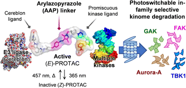 Graphical abstract: Light-mediated multi-target protein degradation using arylazopyrazole photoswitchable PROTACs (AP-PROTACs)