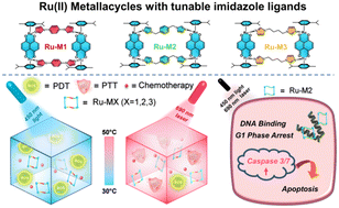 Graphical abstract: Rationally designed Ru(ii) metallacycles with tunable imidazole ligands for synergistical chemo-phototherapy of cancer