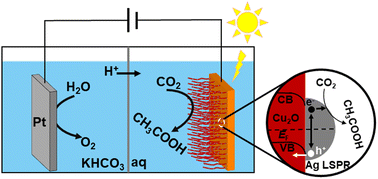 Graphical abstract: Plasmonic Ag-decorated Cu2O nanowires for boosting photoelectrochemical CO2 reduction to multi-carbon products