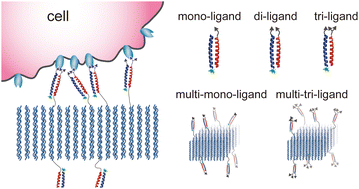 Graphical abstract: Design of high-avidity multivalent ligand structures that target cells with high ligand economy