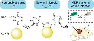 Graphical abstract: Gold nanoparticles bearing a clinically used non-antibiotic drug for combating multi-drug resistant bacteria