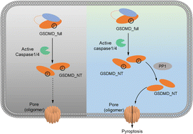 Graphical abstract: Protein phosphatase 1 regulates phosphorylation of gasdermin D and pyroptosis