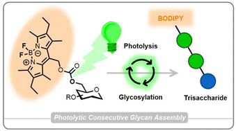 Graphical abstract: Photo-labile BODIPY protecting groups for glycan synthesis