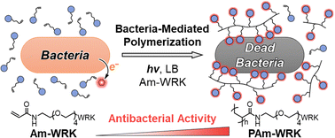 Graphical abstract: Bacteria-mediated in situ polymerization of peptide-modified acrylamide for enhancing antimicrobial activity