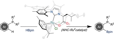 Graphical abstract: Ruthenium–NHC complex-catalyzed P(iii)-directed C–H borylation of arylphosphines