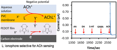 Graphical abstract: PEDOT/PVC-modified amperometric carbon electrodes for acetylcholine detection