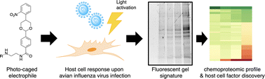 Graphical abstract: Temporal control of protein labeling by a photo-caged benzaldehyde motif and discovery of host cell factors of avian influenza virus infection