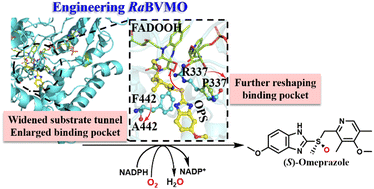 Graphical abstract: Engineering of a Baeyer–Villiger monooxygenase reveals key residues for the asymmetric oxidation of omeprazole sulfide