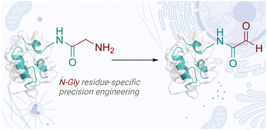Graphical abstract: Residue-specific N-terminal glycine to aldehyde transformation renders analytically pure single-site labeled proteins