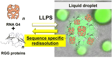 Graphical abstract: Controlling liquid–liquid phase separation of G-quadruplex-forming RNAs in a sequence-specific manner