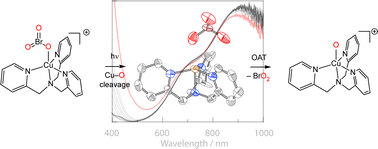 Graphical abstract: Oxygen-atom transfer photochemistry of a molecular copper bromate complex
