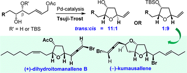 Graphical abstract: Asymmetric total synthesis of (+)-dihydroitomanallene B and formal synthesis of (−)-kumausallene