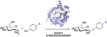 Graphical abstract: Novel triple mutant of an extremophilic glycosyl hydrolase enables the rapid synthesis of thioglycosides