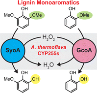 Graphical abstract: Efficient O-demethylation of lignin monoaromatics using the peroxygenase activity of cytochrome P450 enzymes