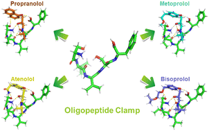 Graphical abstract: Identifying a selective oligopeptide clamp in the gas phase