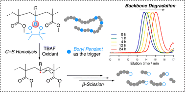 Graphical abstract: Incorporation of a boryl pendant as the trigger in a methacrylate polymer for backbone degradation