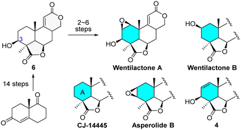 Graphical abstract: Total syntheses of wentilactones A and B, and related norditerpene dilactones