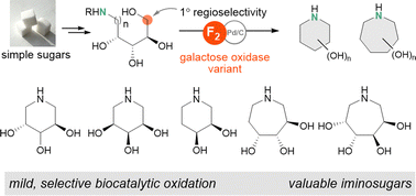 Graphical abstract: Preparation of iminosugars from aminopolyols via selective oxidation using galactose oxidase