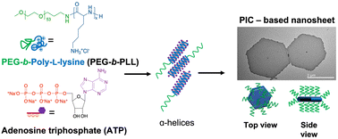 Graphical abstract: Facile preparation of hexagonal nanosheets via polyion complex formation from α-helical polypeptides and polyphosphate-based molecules