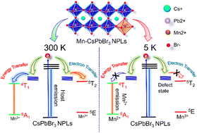 Graphical abstract: Temperature driven charge transfer process in quantum confined two-dimensional Mn-doped CsPbBr3 perovskite nanoplatelets