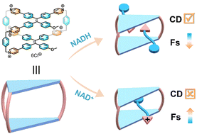 Graphical abstract: A tetraphenylethene-based hexacationic molecular cage with an open cavity