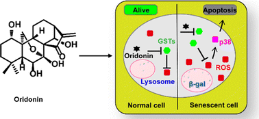 Graphical abstract: Oridonin acts as a novel senolytic by targeting glutathione S-transferases to activate the ROS-p38 signaling axis in senescent cells