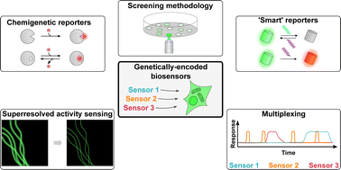 Graphical abstract: Smart genetically-encoded biosensors for the chemical monitoring of living systems