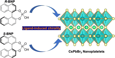 Graphical abstract: Anionic ligand-induced chirality in perovskite nanoplatelets