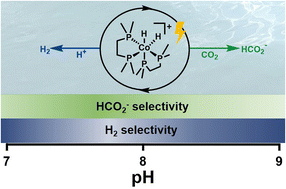 Graphical abstract: Translating aqueous CO2 hydrogenation activity to electrocatalytic reduction with a homogeneous cobalt catalyst