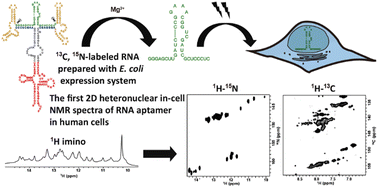Graphical abstract: Detection of interaction between an RNA aptamer and its target compound in living human cells using 2D in-cell NMR
