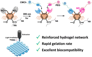 Graphical abstract: Reinforced hydrogel network building by a rapid dual-photo-coupling reaction for 3D printing