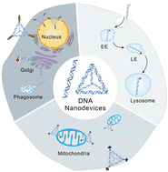 Graphical abstract: Subcellular localization of DNA nanodevices and their applications