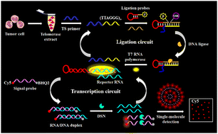 Graphical abstract: Proximity ligation-transcription circuit-powered exponential amplifications for single-molecule monitoring of telomerase in human cells