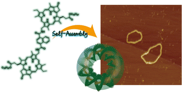 Graphical abstract: Ring-shaped self-assembly of a naphthalene-linked chlorophyll dimer