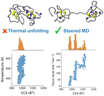 Graphical abstract: Ion mobility mass spectrometry and molecular dynamics simulations unravel the conformational stability of zinc metallothionein-2 species