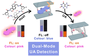 Graphical abstract: Tetralactam macrocycle based indicator displacement assay for colorimetric and fluorometric dual-mode detection of urinary uric acid