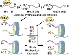 Graphical abstract: Total chemical synthesis of sumoylated histone H4 reveals negative biochemical crosstalk with histone ubiquitylation