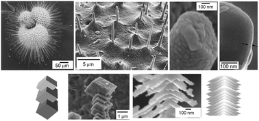 Graphical abstract: Characterization of calcite spines of planktonic foraminifers (Globigerinidae)