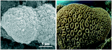 Graphical abstract: Construction of coral-like architectures of boron-containing compounds: coral-like boric acid and its application performances