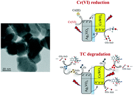 Graphical abstract: Insight into the enhanced photocatalytic activity mechanism of the Ag3VO4/CoWO4 p–n heterostructure under visible light